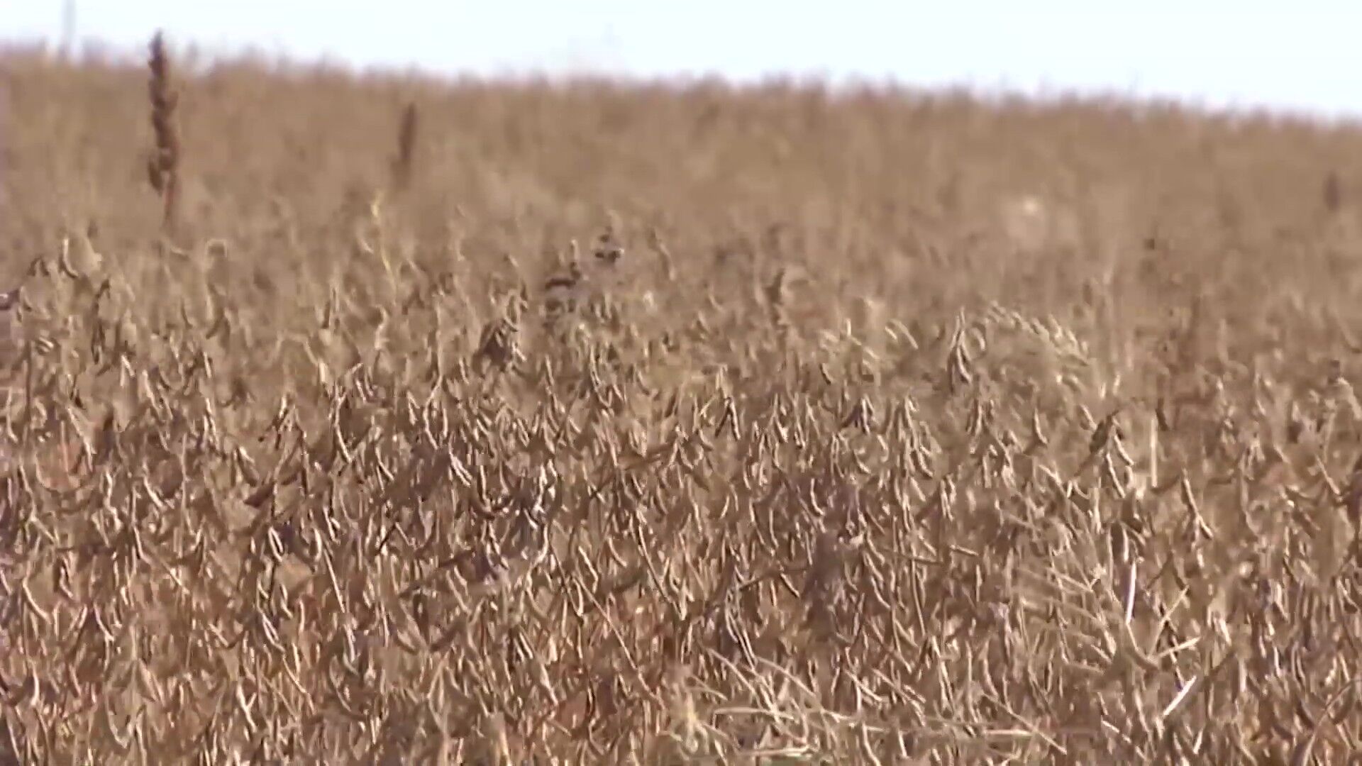 Ohio soybean growers hit hard as China halts U.S. purchases